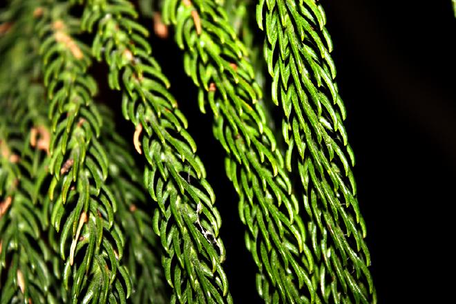 The Tree's Closeup
