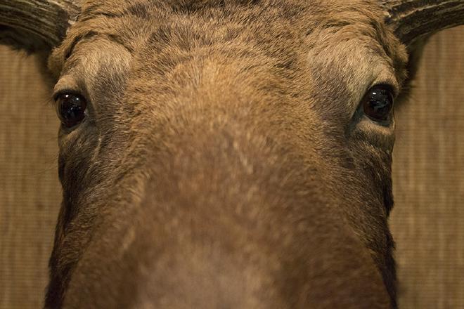 "Moose Macro" Original