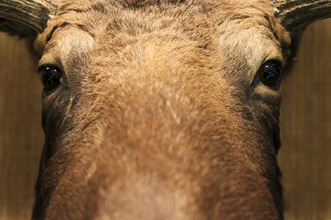 "Moose Macro"