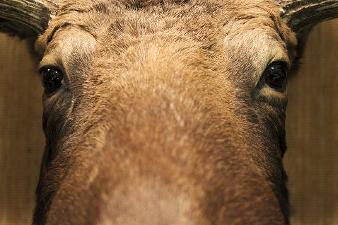 "Moose Macro"